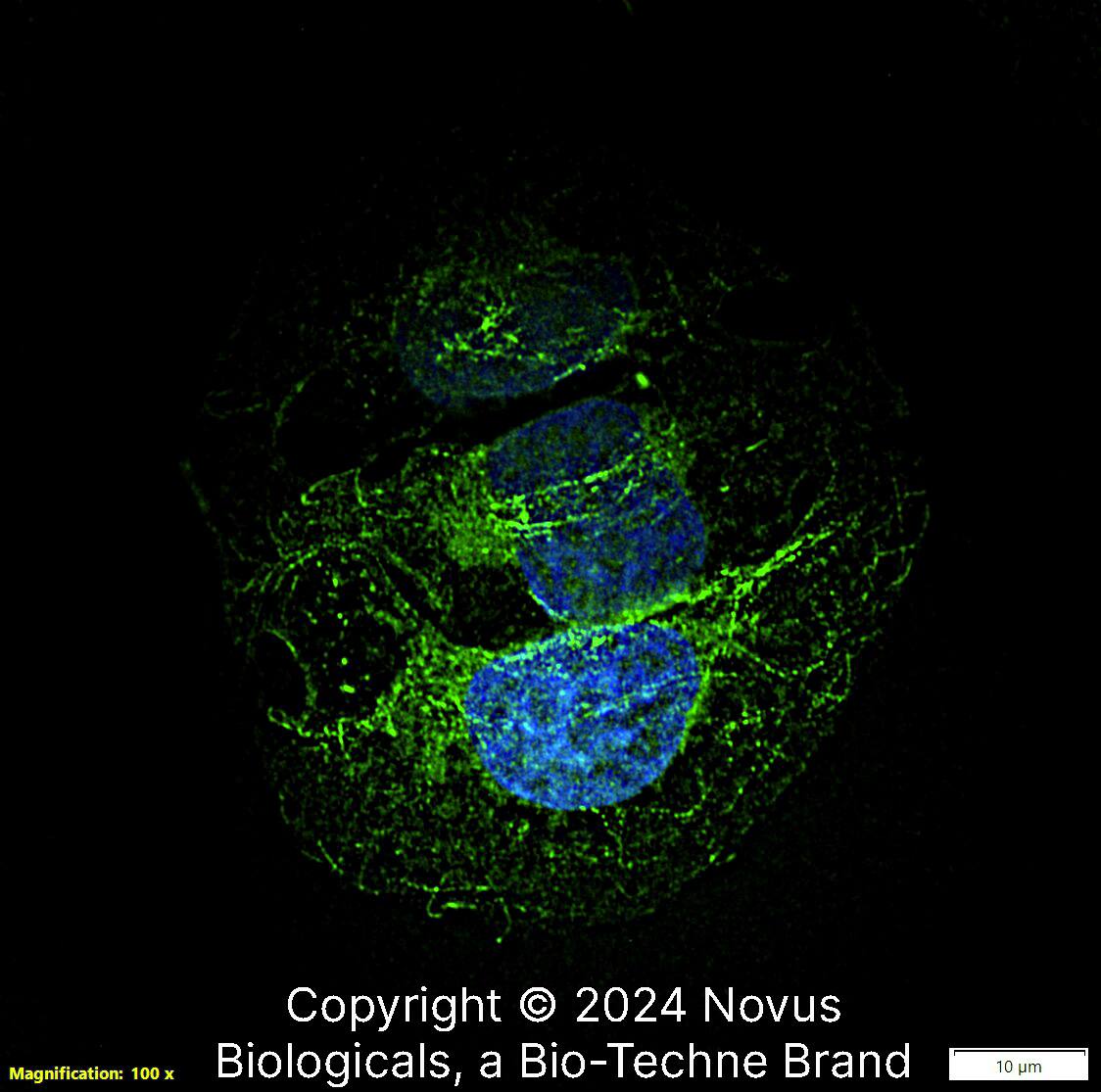 beta Tubulin Antibody [DyLight 488]