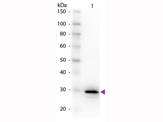 Carbonic Anhydrase II/CA2 Antibody