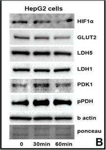Rabbit anti-Mouse IgG (H+L) Secondary Antibody [Biotin]