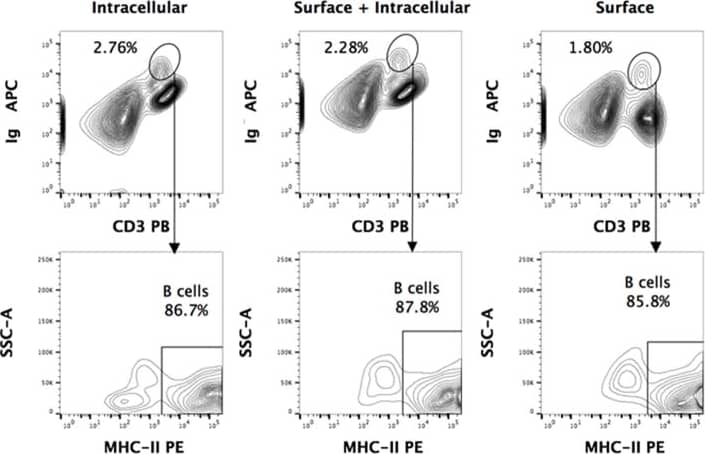 Goat anti-Bat IgG (H+L) Secondary Antibody