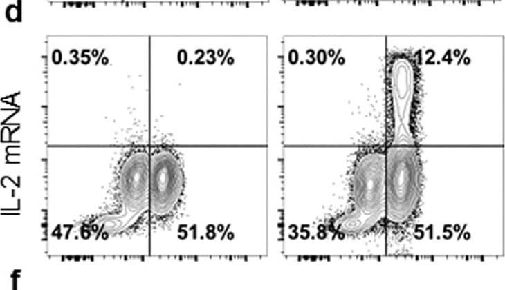 Goat anti-Bat IgG (H+L) Secondary Antibody