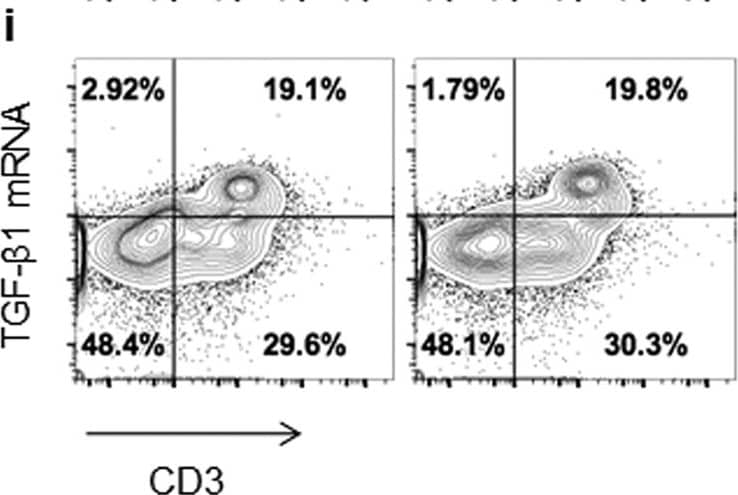 Goat anti-Bat IgG (H+L) Secondary Antibody