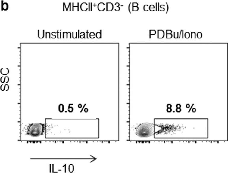 Goat anti-Bat IgG (H+L) Secondary Antibody