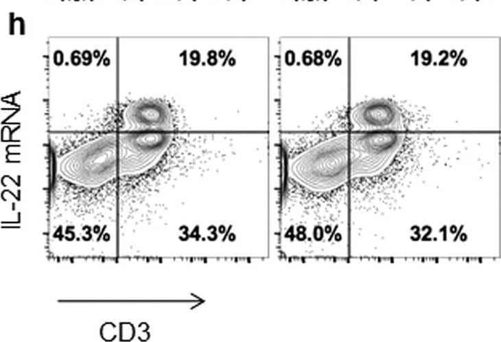 Goat anti-Bat IgG (H+L) Secondary Antibody