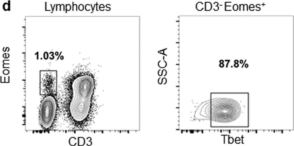 Goat anti-Bat IgG (H+L) Secondary Antibody