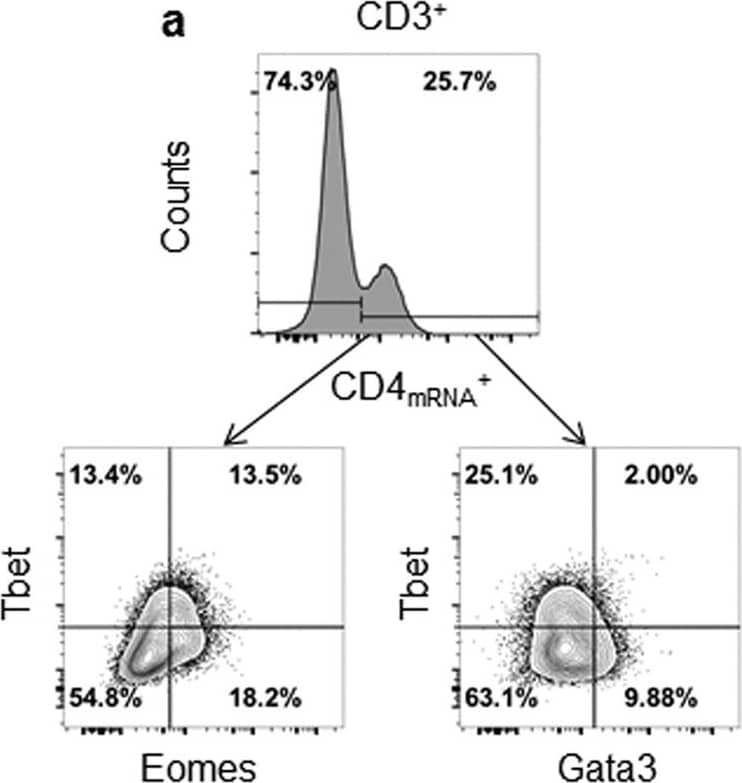 Goat anti-Bat IgG (H+L) Secondary Antibody