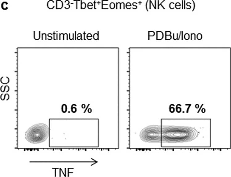 Goat anti-Bat IgG (H+L) Secondary Antibody