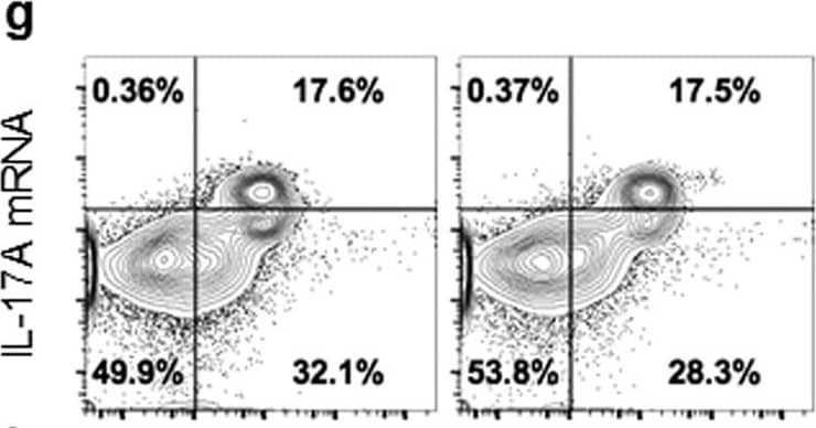 Goat anti-Bat IgG (H+L) Secondary Antibody