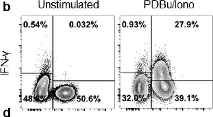 Goat anti-Bat IgG (H+L) Secondary Antibody