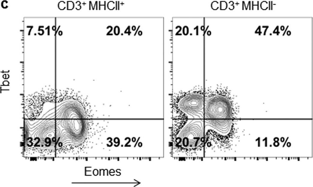 Goat anti-Bat IgG (H+L) Secondary Antibody