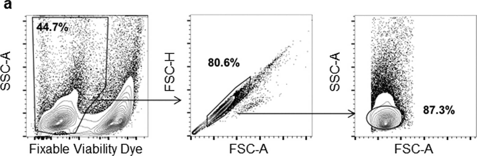 Goat anti-Bat IgG (H+L) Secondary Antibody