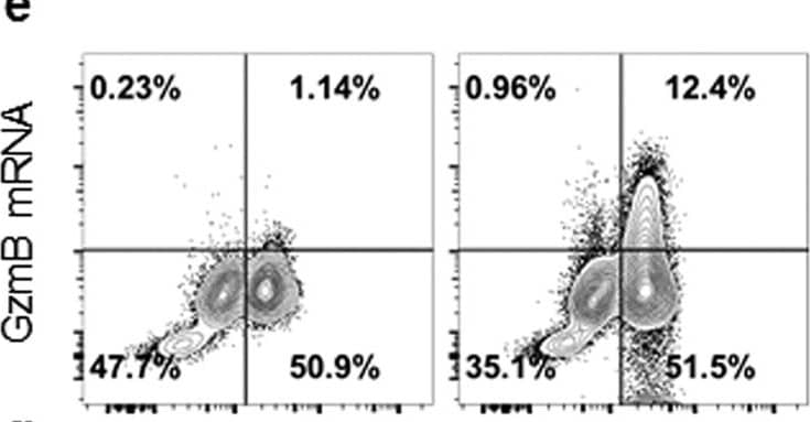 Goat anti-Bat IgG (H+L) Secondary Antibody