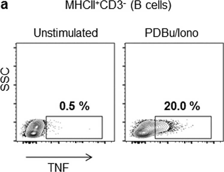 Goat anti-Bat IgG (H+L) Secondary Antibody