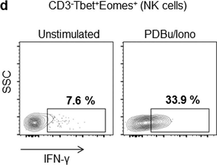 Goat anti-Bat IgG (H+L) Secondary Antibody