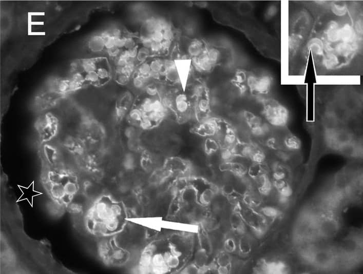 Goat anti-Human IgG Fc Secondary Antibody