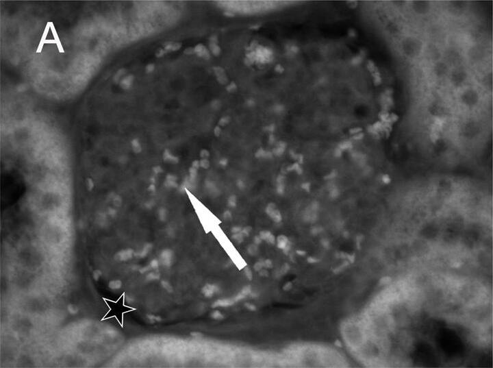 Goat anti-Human IgG Fc Secondary Antibody