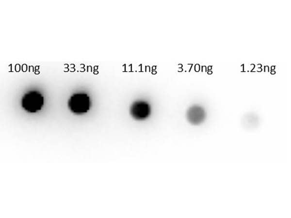 Rabbit anti-Sheep IgG (H+L) Secondary Antibody [Biotin] (Pre-adsorbed)