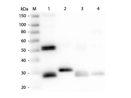 Rabbit anti-Rat IgG (H+L) Secondary Antibody [HRP]