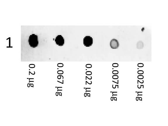 Goat anti-Mouse IgG (H+L) Secondary Antibody [PE] (Pre-adsorbed)