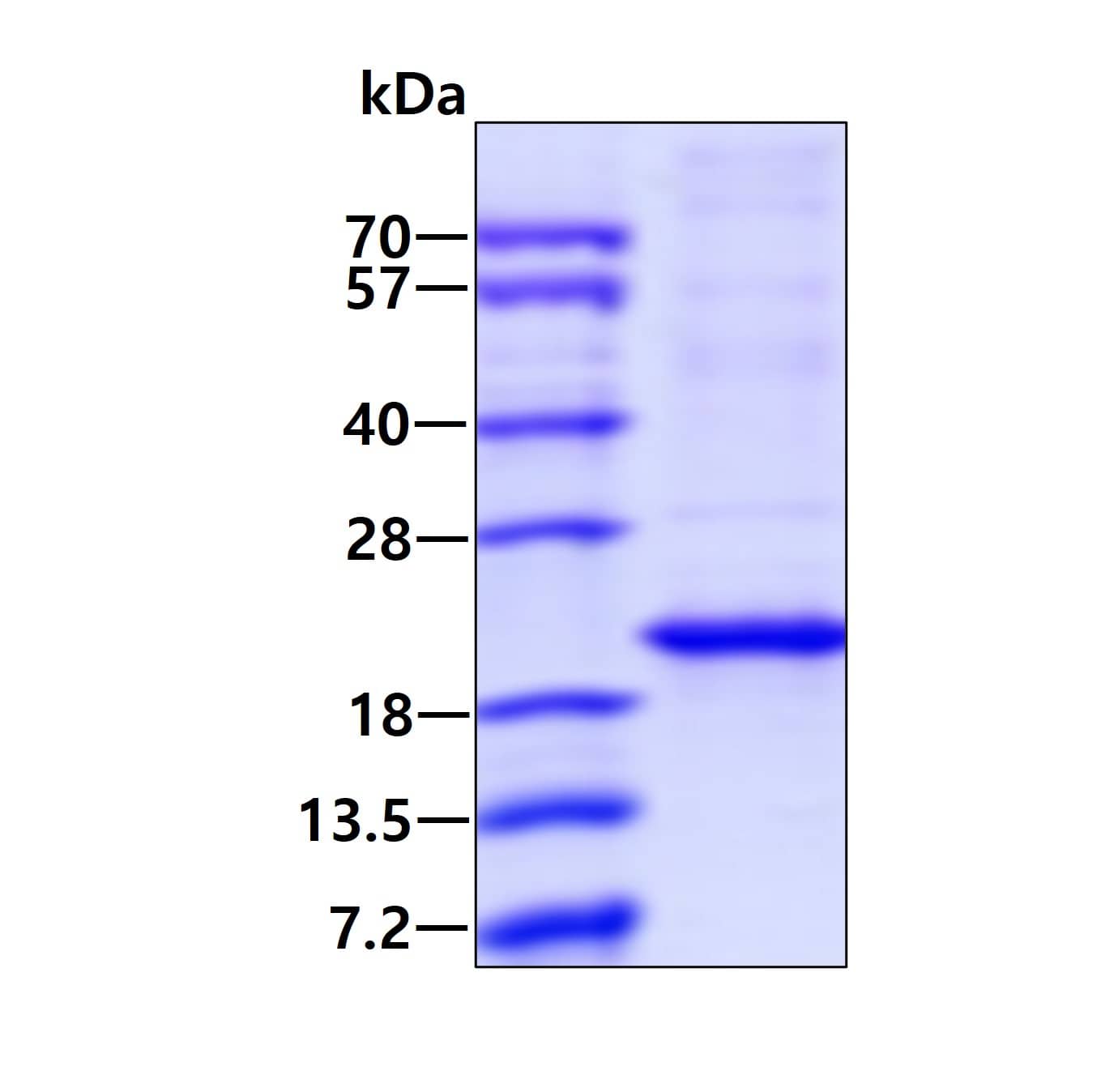 Recombinant Human AlphaA Crystallin/CRYAA Protein