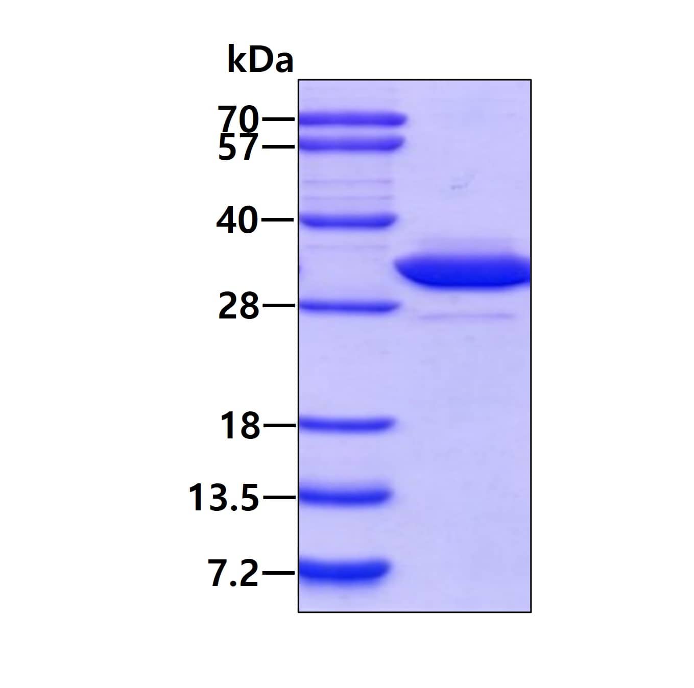 Recombinant Human 14-3-3 epsilon Protein