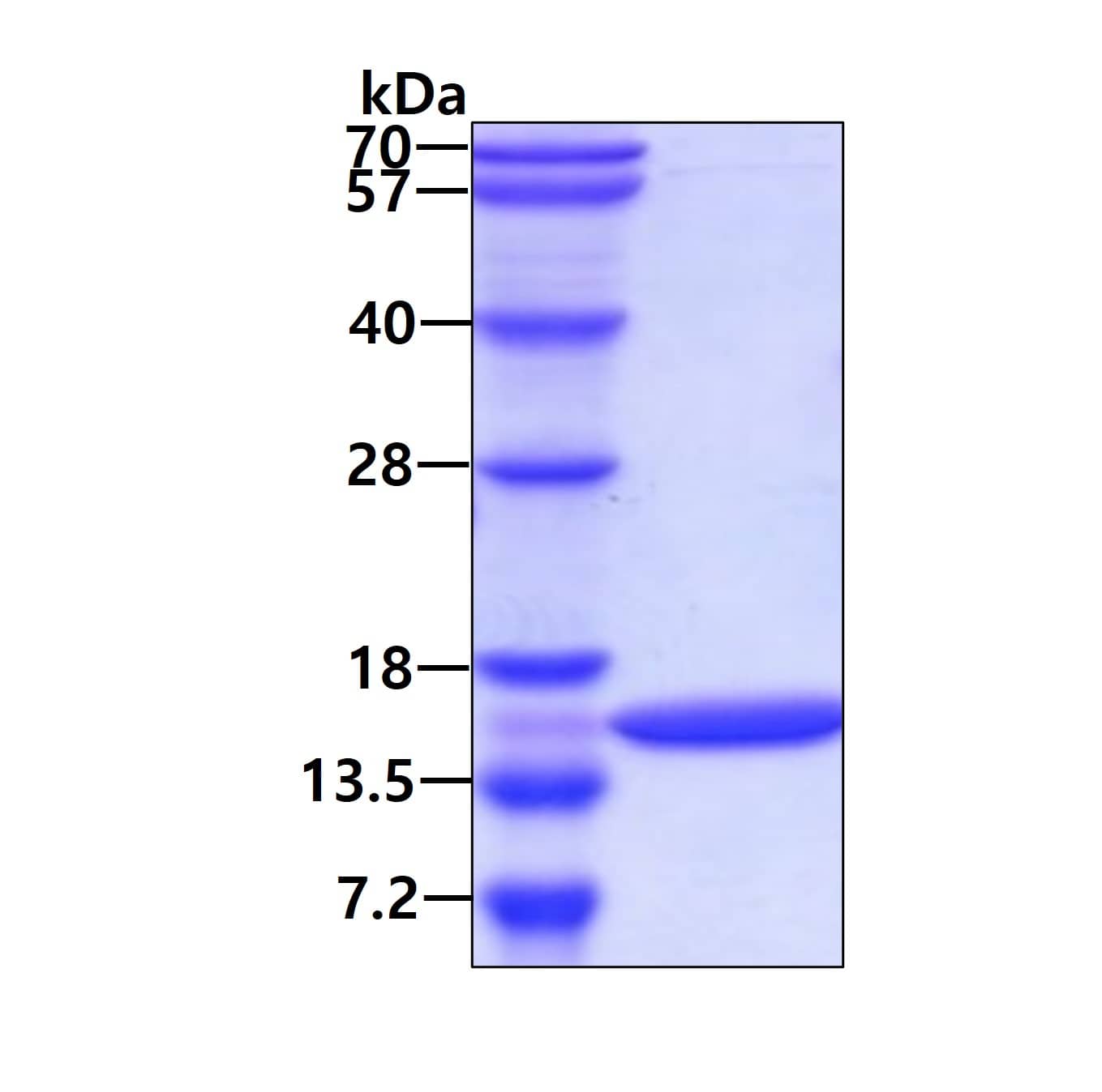 Recombinant E. coli Sec Protein Secretion Complex Protein