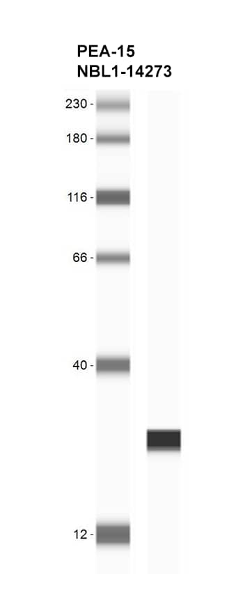 PEA-15 Overexpression Lysate