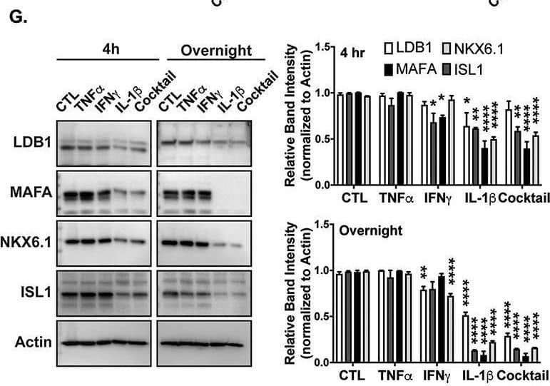 MafA Antibody