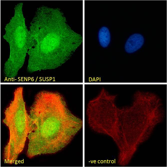 SENP6 Antibody