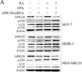 FFAR4/GPR120 Antibody - BSA Free