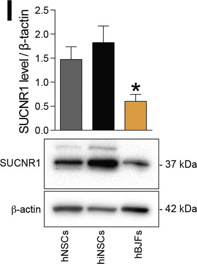 SUCNR1/GPR91 Antibody - BSA Free