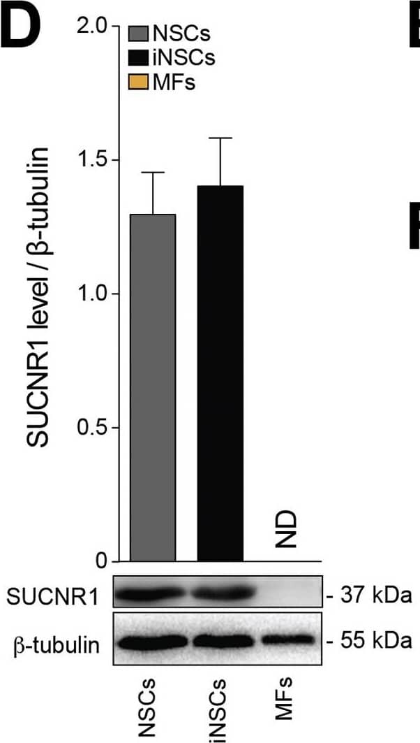SUCNR1/GPR91 Antibody - BSA Free