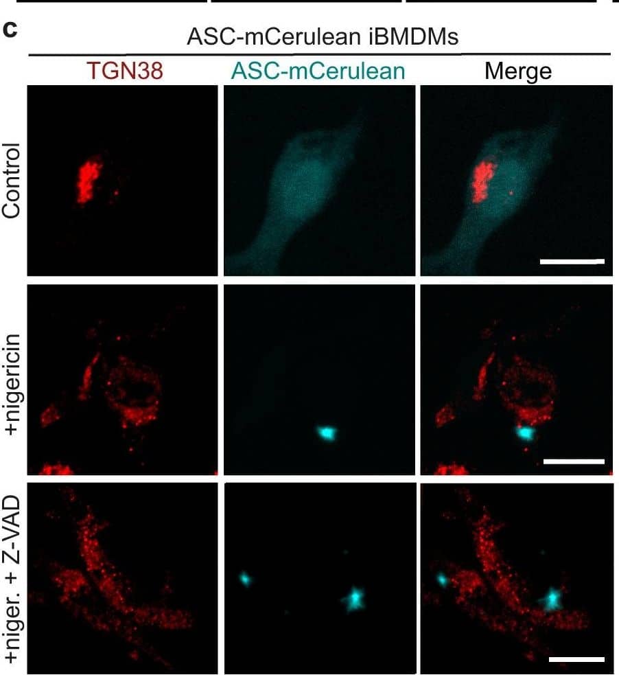 TGN38 Antibody - Azide and BSA Free
