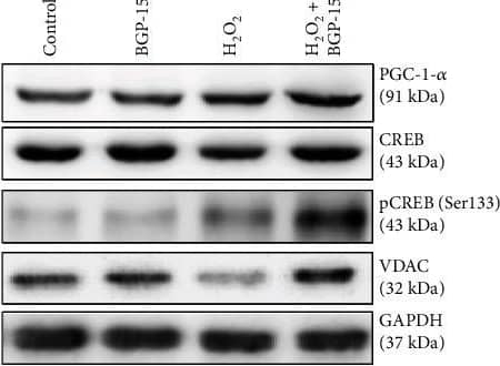 PGC1 alpha Antibody - BSA Free