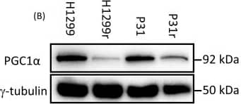 PGC1 alpha Antibody - BSA Free