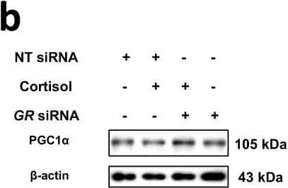 PGC1 alpha Antibody - BSA Free