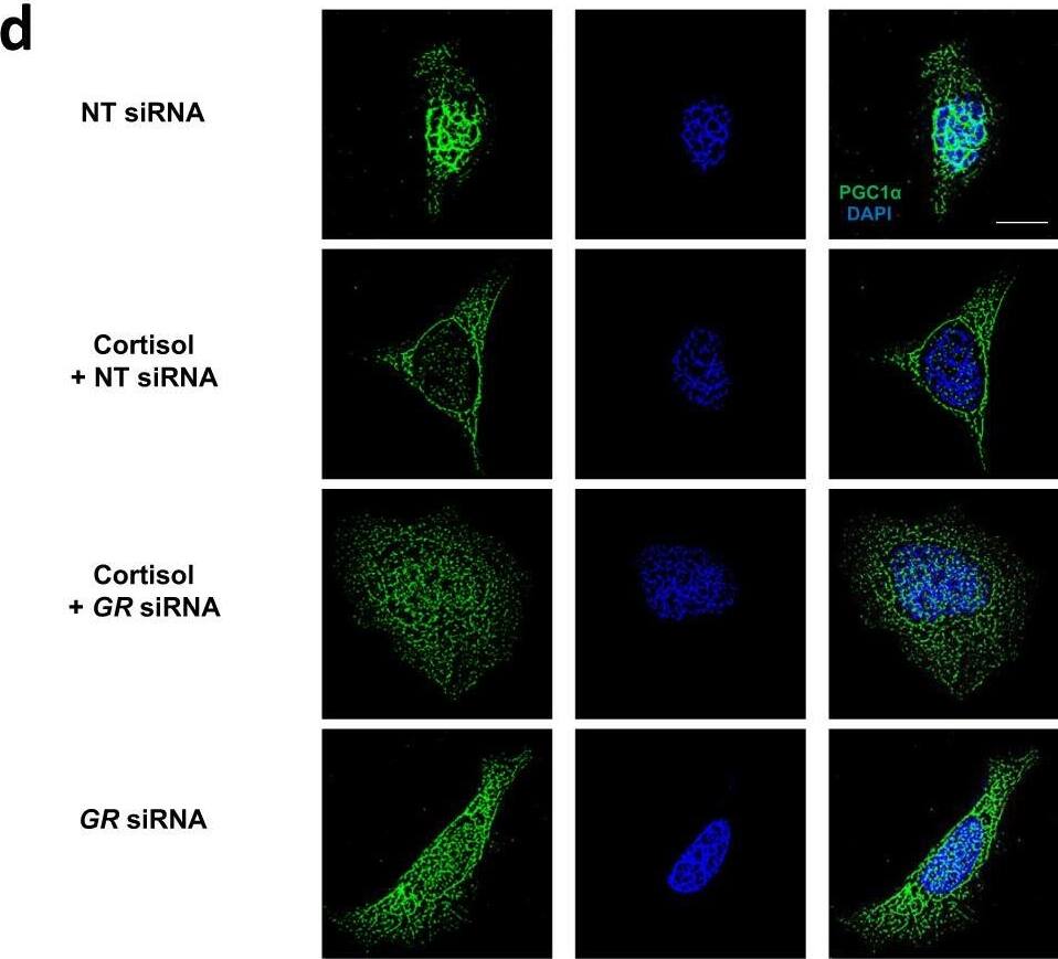 PGC1 alpha Antibody - BSA Free