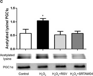 PGC1 alpha Antibody - BSA Free