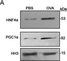PGC1 alpha Antibody - BSA Free