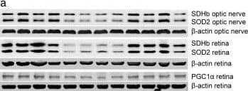 PGC1 alpha Antibody - BSA Free