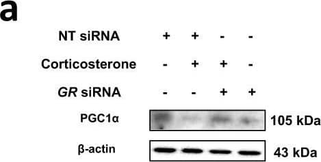 PGC1 alpha Antibody - BSA Free