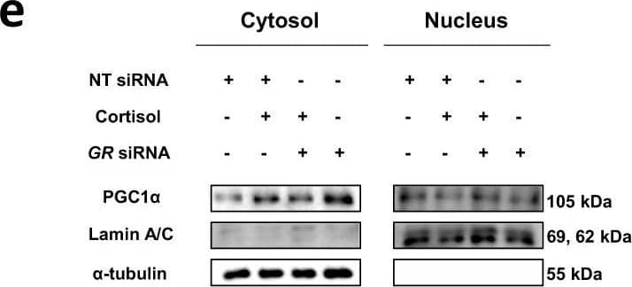 PGC1 alpha Antibody - BSA Free