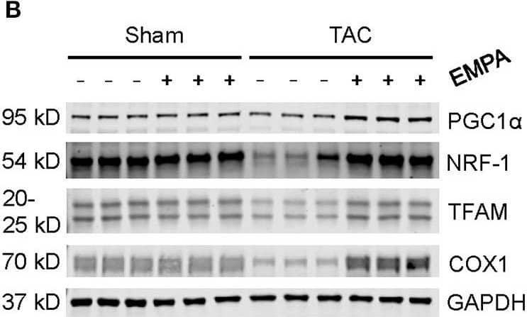 PGC1 alpha Antibody - BSA Free
