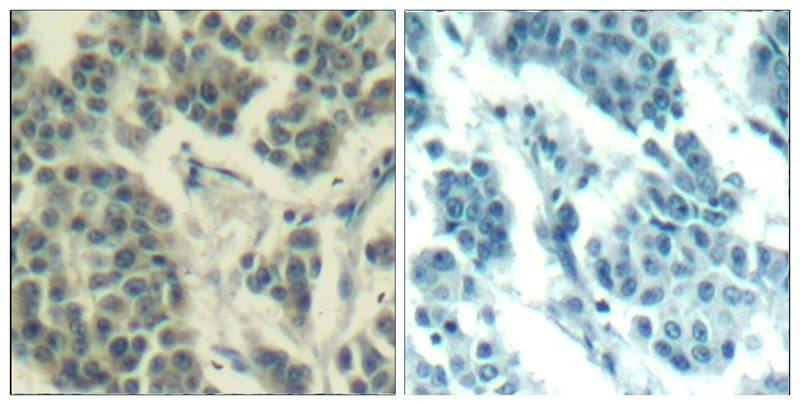 ErbB3/Her3 [p Tyr1328] Antibody - BSA Free