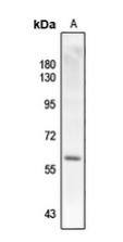 Smad2 [p Thr220] Antibody