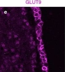 GLUT9 Antibody - BSA Free