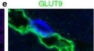 GLUT9 Antibody - BSA Free