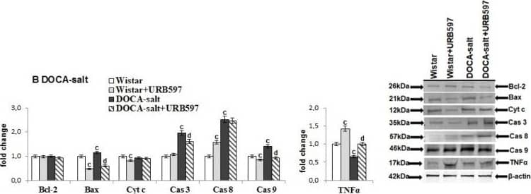 Caspase-8 Antibody - (Pro and Active)