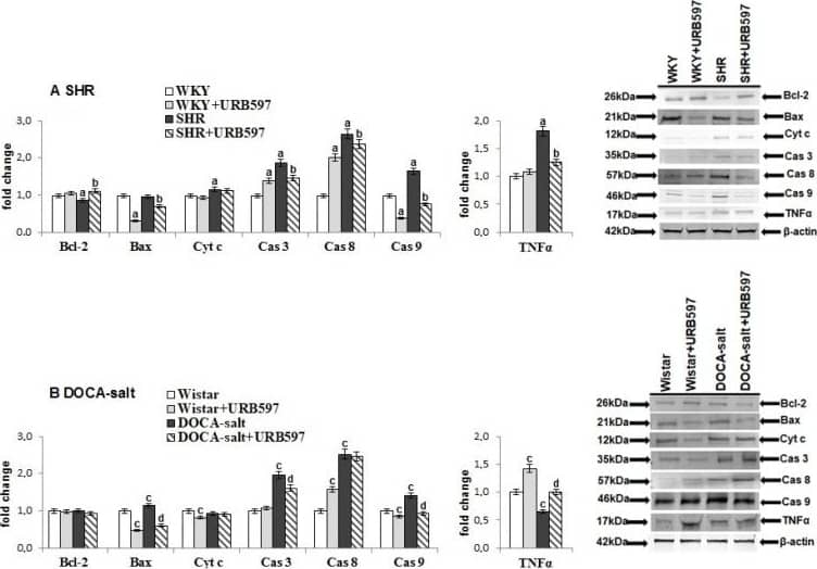 Caspase-8 Antibody - (Pro and Active)