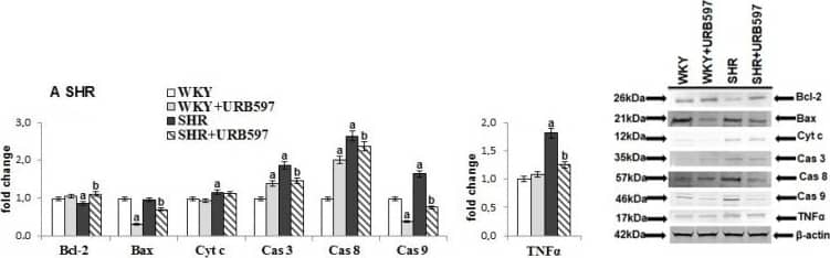 Caspase-8 Antibody - (Pro and Active)